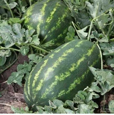 فروش هندوانه خطی بیضی