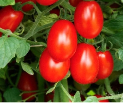 فروش گوجه فرنگی