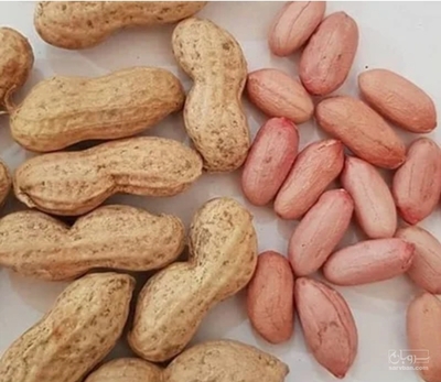 فروش بادام زمینی