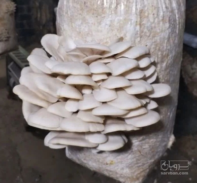 فروش قارچ صدفی