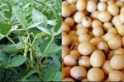 فروش سویا