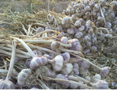 فروش سیر