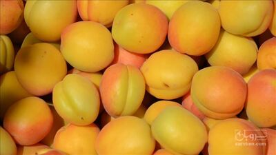 فروش زردآلو