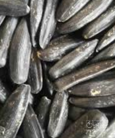 فروش تخمه مشکی شمشیری