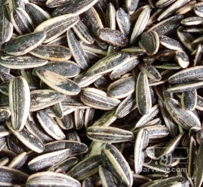 فروش تخمه آفتابگردان s300و s400