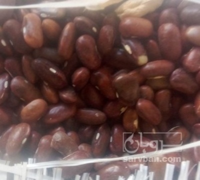 فروش لوبیا قرمز بذری