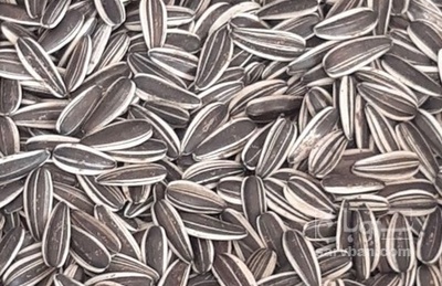 فروش تخمه آفتابگردان