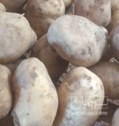 فروش سیب زمینی جلی