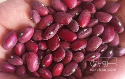 فروش لوبیا قرمز