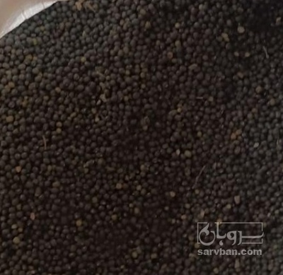 فروش ماش سیاه