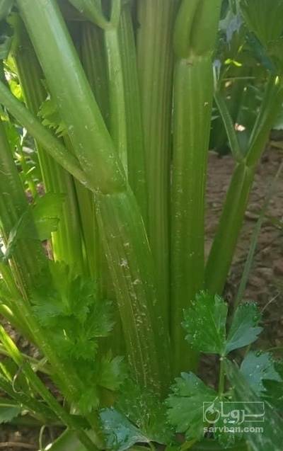 فروش کرفس هکتاری