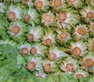 فروش کاهو ایرانی - رومانو