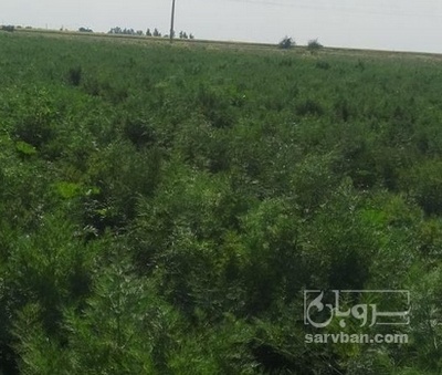 فروش شوید تازه هکتاری