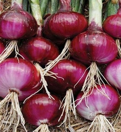 فروش پیاز قرمز