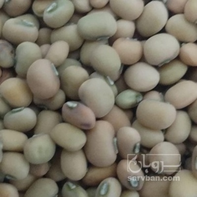 فروش لوبیا چشم بلبلی | سروبان