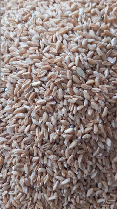 فروش گندم