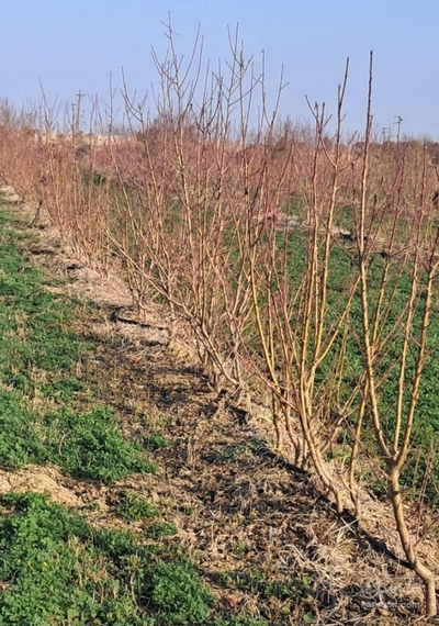 فروش نهال شلیل