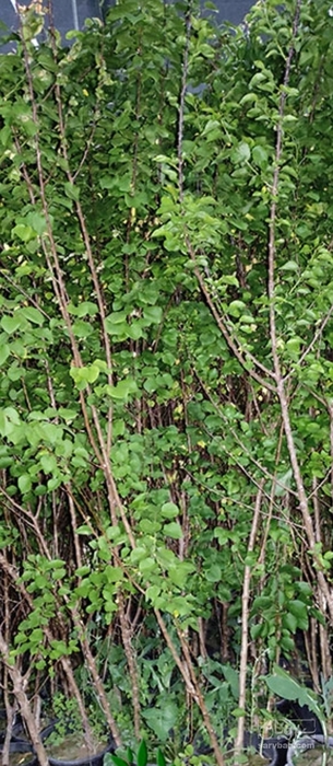 فروش نهال زردآلو