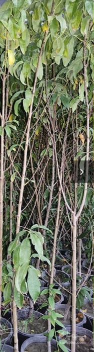 فروش نهال هلو