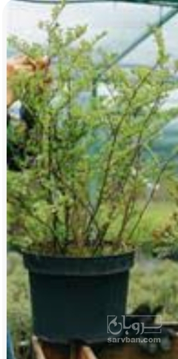 فروش نهال آلوچه