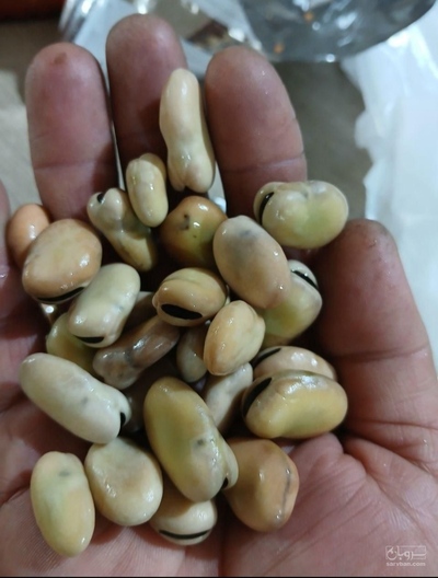 فروش باقلا خشک