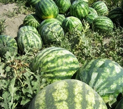 فروش هندوانه