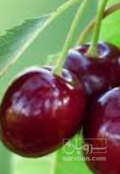 فروش گیلاس