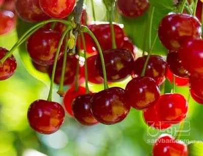 فروش آلبالو