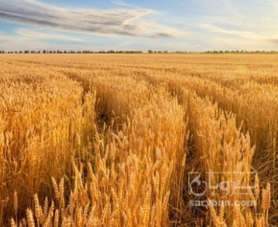 فروش گندم
