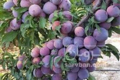 فروش آلو شابلون