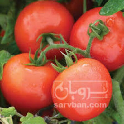 فروش گوجه فرنگی8320