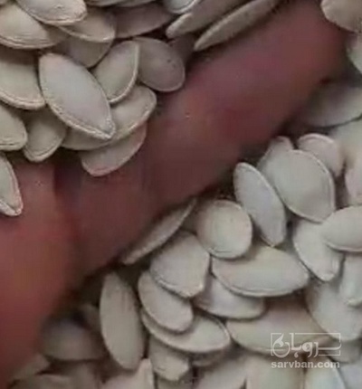 فروش تخمه  کدو ایرانی