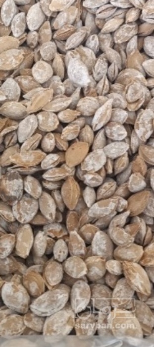 فروش هسته زردآلو شور اجیلی