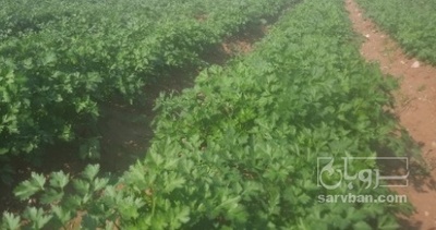 فروش جعفری تازه هکتاری