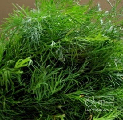 فروش شوید تازه