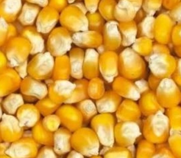 فروش ذرت پفیلا