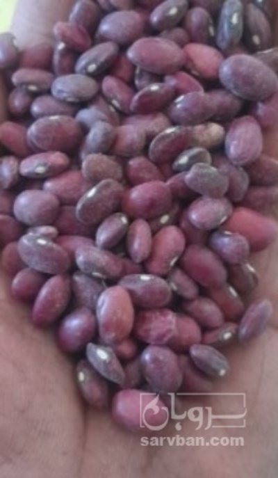 فروش لوبیا قرمز