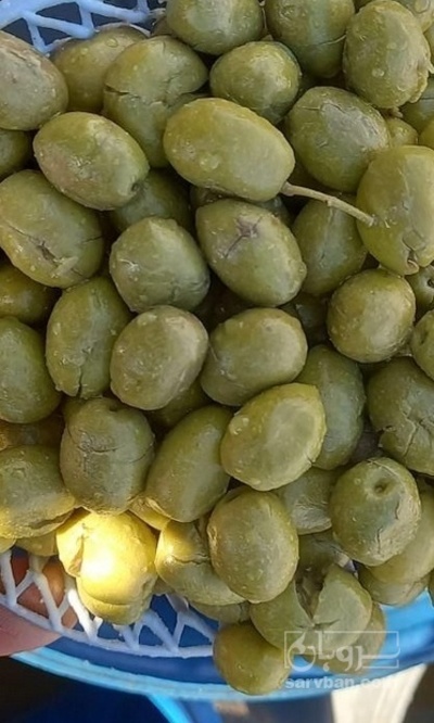 فروش زیتون شکسته