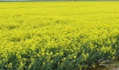 فروش کلزا