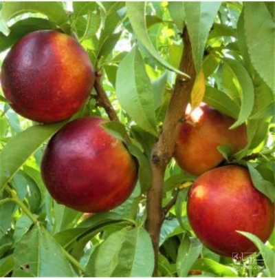 فروش شلیل