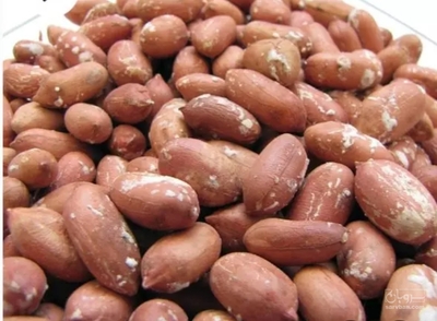 فروش بادام زمینی