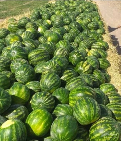 فروش هندوانه