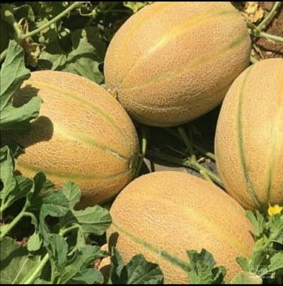 فروش خربزه