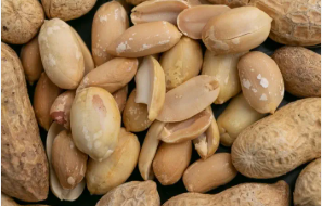 فروش بادام زمینی