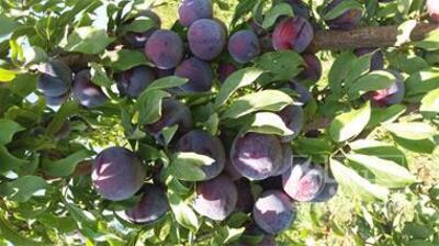فروش الو کالیفرنیا