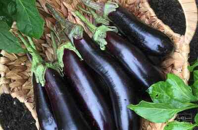 فروش بادمجان