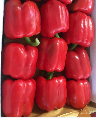 فروش فلفل دلمه ای قرمز