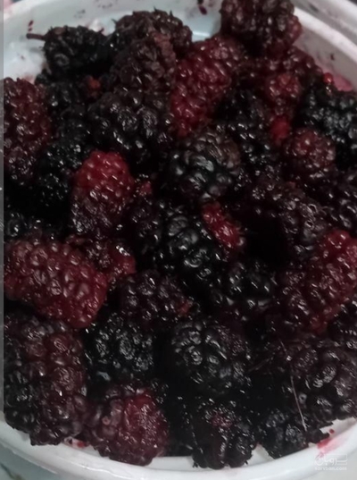 فروش شاتوت