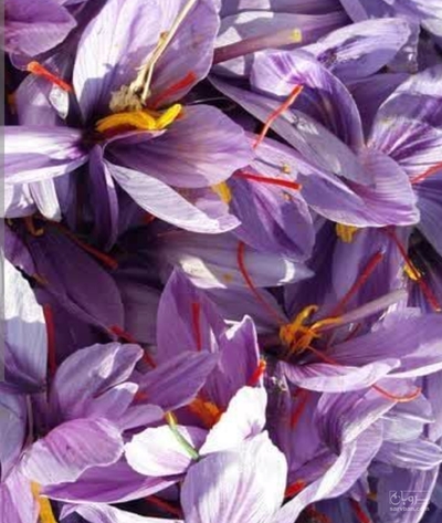 فروش زعفران (گیاه‌ دارویی)