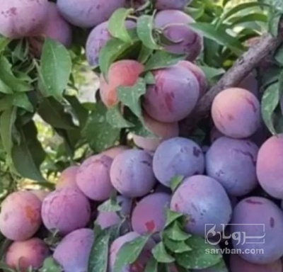 فروش آلو سیاه